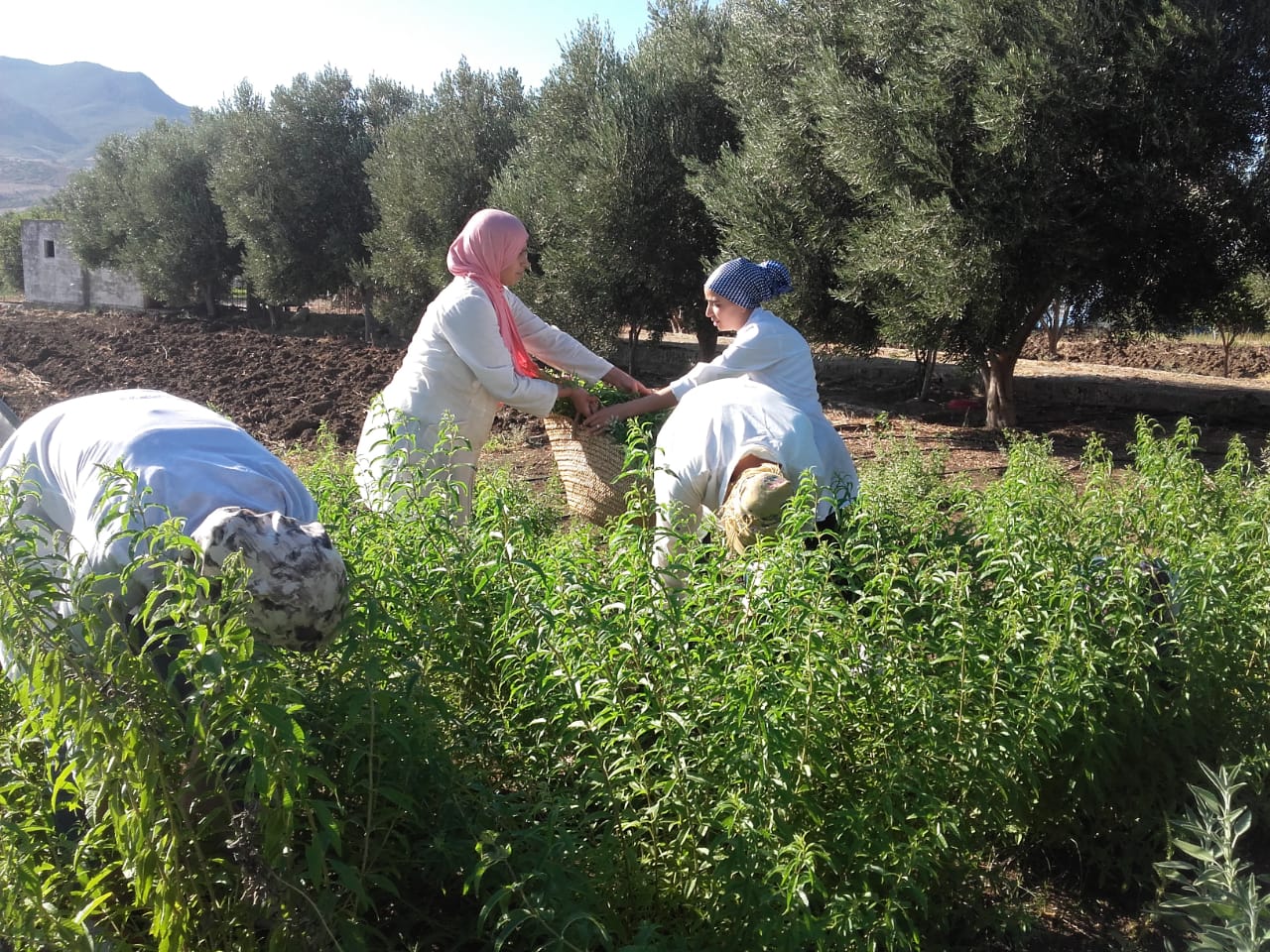 Women cooperating at a local market