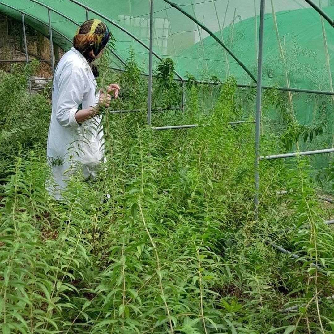 Traditional crafts and natural products